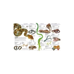 Familiens store bog om dyreriget