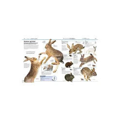 Familiens store bog om dyreriget