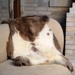 Himalaya lammeskind, dark spotted