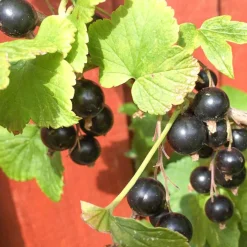 Solid parfume - Blackcurrant bud No. 08