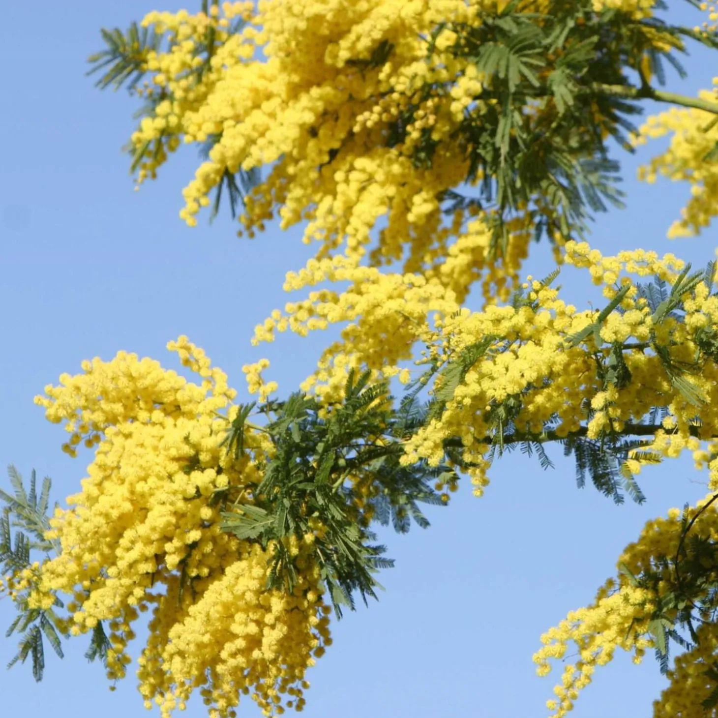 Solid parfume - Mimosa No. 25