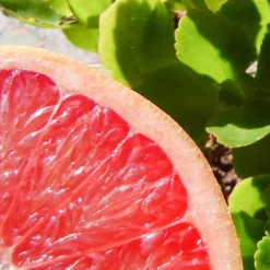 Solid parfume - Pink grapefruit No. 33